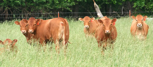 redangus_fl06